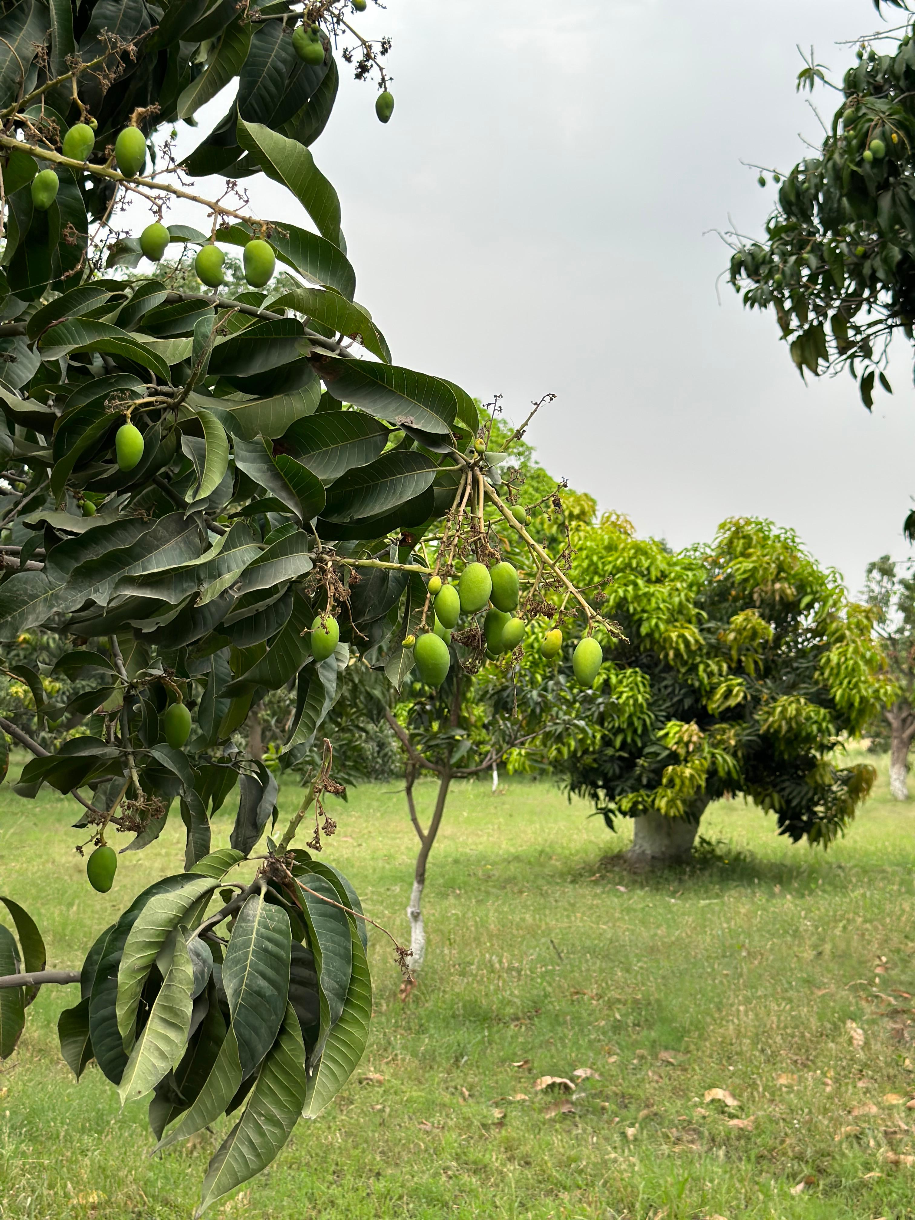 Fresh mangoes